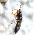 Pseudopamera sp-one-calif - photo 2