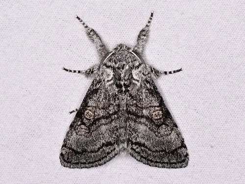 Pseudopanthea palata - Hodges#9186