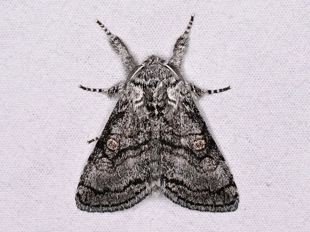 Pseudopanthea palata - Hodges#9186 - photo 2