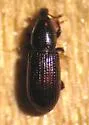 Pseudopentarthrum parvicollis