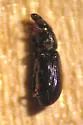 Pseudopentarthrum parvicollis - photo 2