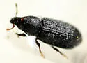Pseudopentarthrum parvicollis - photo 3