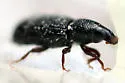 Pseudopentarthrum parvicollis - photo 4
