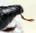 Pseudopentarthrum parvicollis - photo 5