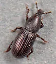 Pseudopentarthrum simplex - Pseudopentarthrum simplex