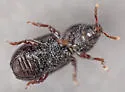 Pseudopentarthrum simplex - photo 3