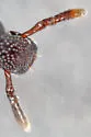 Pseudopentarthrum simplex - photo 4