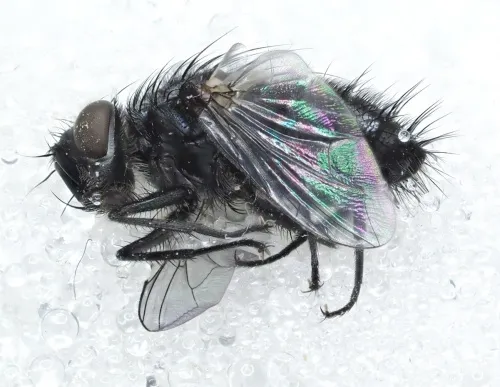 Pseudoperichaeta nigrolineata - photo 2