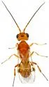 Pseudophanerotoma thapsina