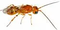 Pseudophanerotoma thapsina - photo 2