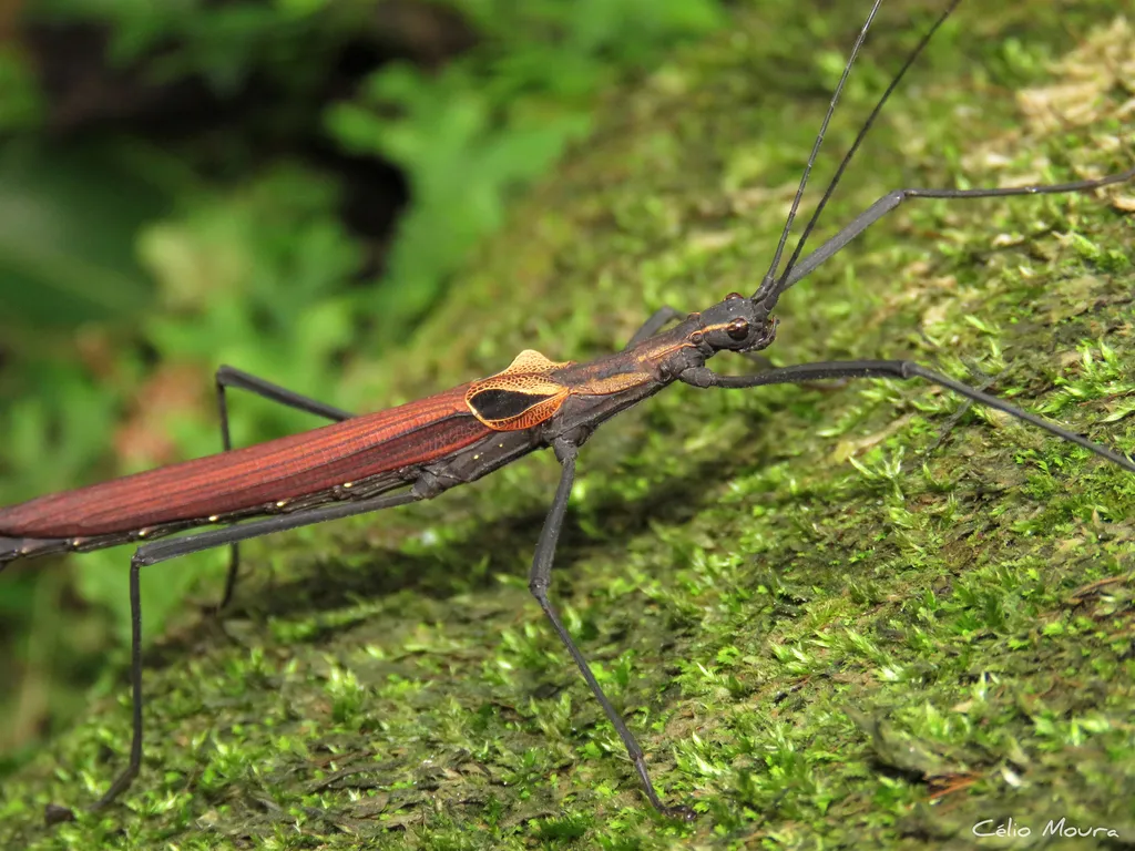 Striped Walkingsticks - photo 2