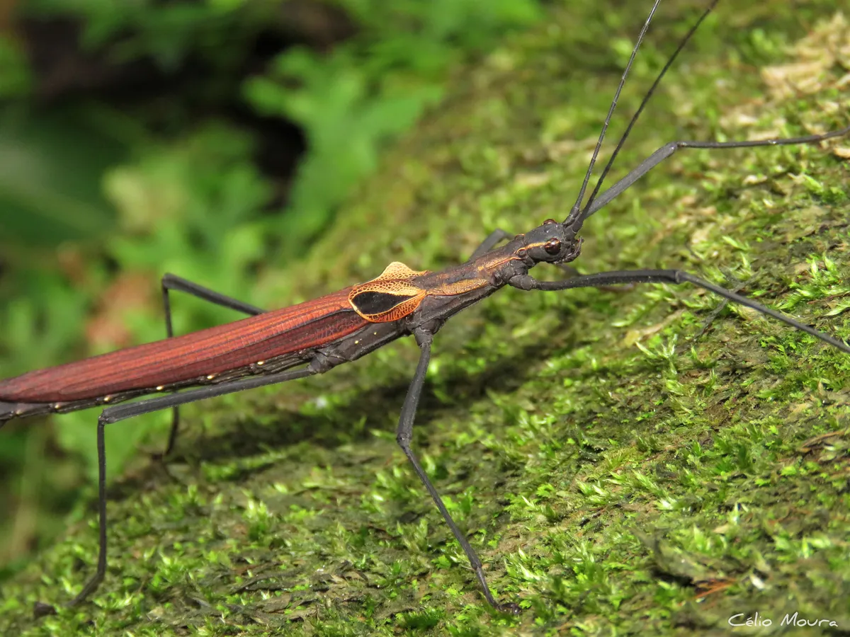 Striped Walkingsticks - photo 3