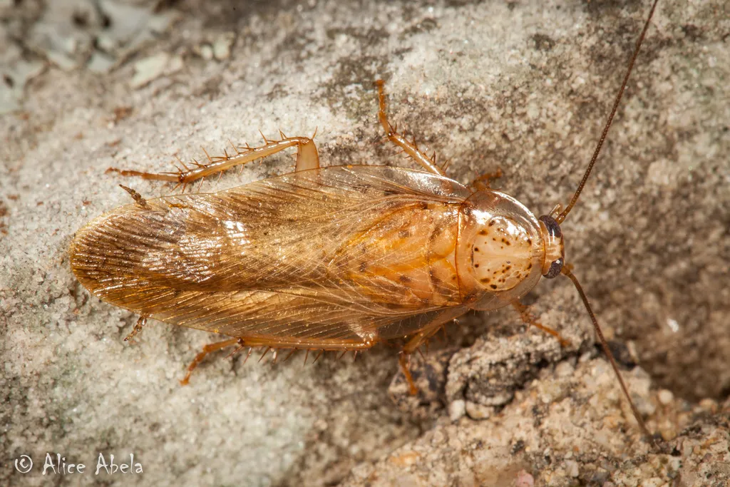 Pseudophyllodromiidae - photo 2