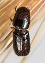 Pseudopityophthorus asperulus - photo 4