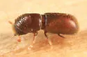 Pseudopityophthorus minutissimus