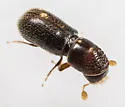 Pseudopityophthorus minutissimus - photo 2