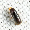 Pseudopityophthorus minutissimus - photo 3