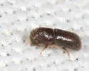 Pseudopityophthorus minutissimus - photo 4