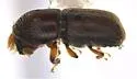 Pseudopityophthorus pruinosus