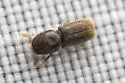 Pseudopityophthorus pruinosus - photo 2