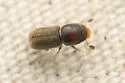 Pseudopityophthorus pruinosus - photo 4