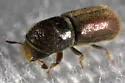 Western Oak Bark Beetle