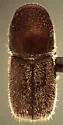 Western Oak Bark Beetle - photo 2