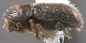 Western Oak Bark Beetle - photo 4