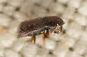 Western Oak Bark Beetle - photo 5