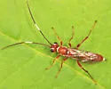 Pseudoplatylabus townesi - Pseudoplatylabus townesi