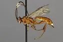 Pseudoplatylabus townesi - photo 2