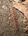Pseudopolydesmus canadensis - photo 2