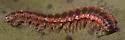 Pseudopolydesmus canadensis - photo 3