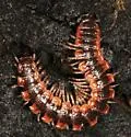 Pseudopolydesmus canadensis - photo 4