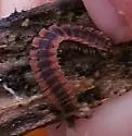 Pseudopolydesmus canadensis - photo 5