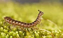 Pseudopolydesmus paludicolus - photo 3