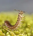 Pseudopolydesmus paludicolus - photo 4