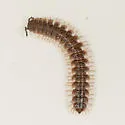 Pseudopolydesmus pinetorum