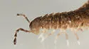 Pseudopolydesmus pinetorum - photo 2