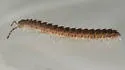 Pseudopolydesmus pinetorum - photo 3