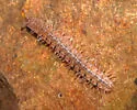 Pseudopolydesmus pinetorum - photo 4