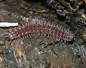 Pseudopolydesmus pinetorum - photo 5