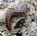 Pseudopolydesmus serratus