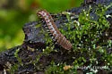 Pseudopolydesmus serratus - photo 2