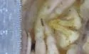 Pseudopolydesmus serratus - photo 3