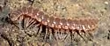 Pseudopolydesmus serratus - photo 4