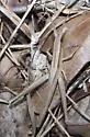Short-winged Toothpick Grasshopper - Pseudopomala brachyptera