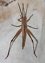 Short-winged Toothpick Grasshopper - photo 2