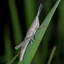 Short-winged Toothpick Grasshopper - photo 3