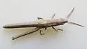Short-winged Toothpick Grasshopper - photo 4